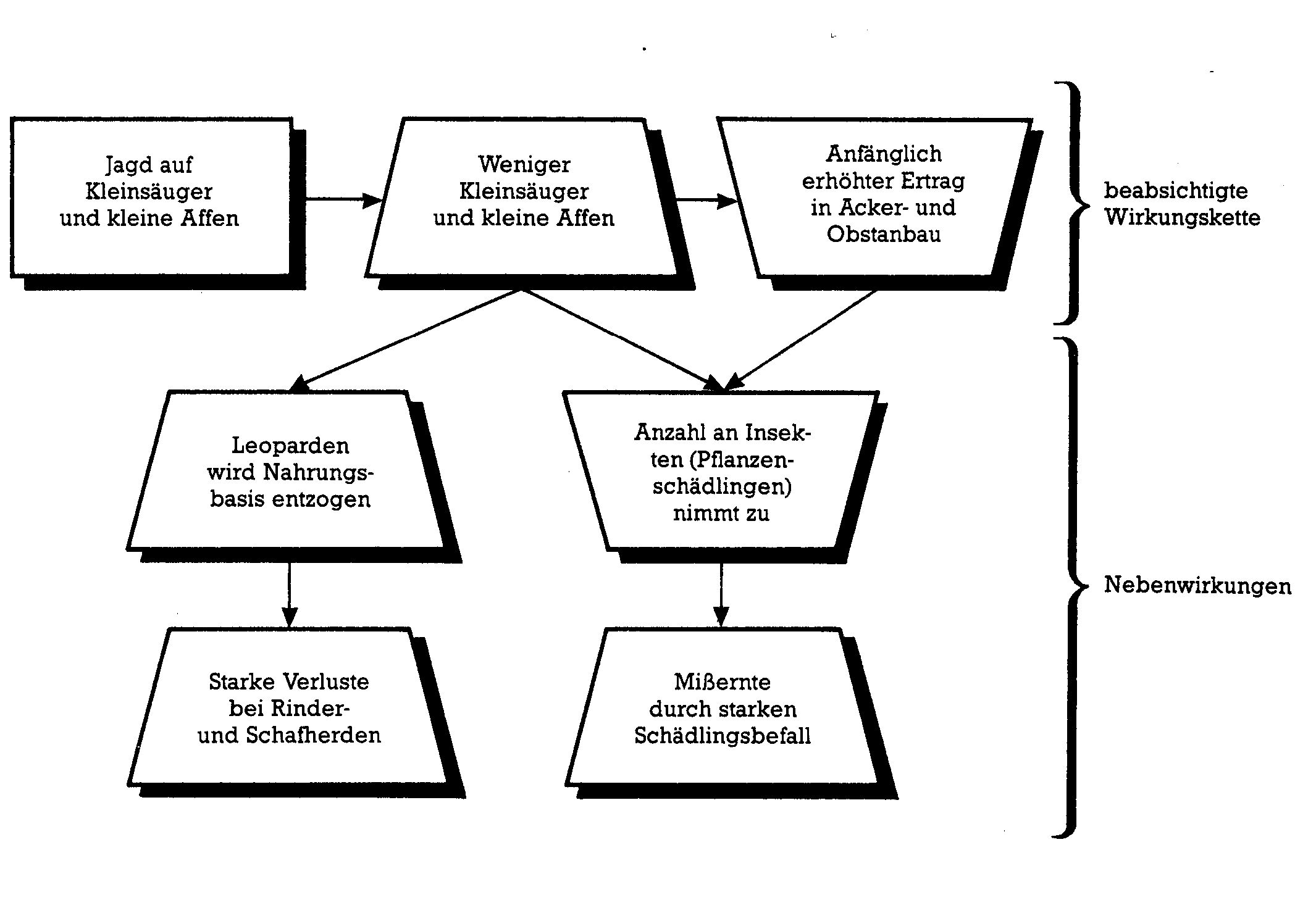 Flussdiagramm: Jagd auf Kleinsäuger und kleine Affen führt über beabsichtigte Wirkungskette und Nebenwirkungen zu Verlusten bei Rinder- und Schafherden und Mißernte