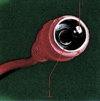 Foto eines roten Cinch-Steckers von vorn, mit rot markiertem Mittelstift und Masse